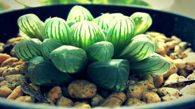 姬玉露四季养护方法(姬玉露如何爆盆)