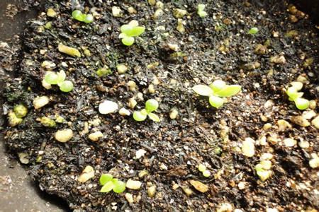 山地玫瑰播种后土面长霉了怎么办