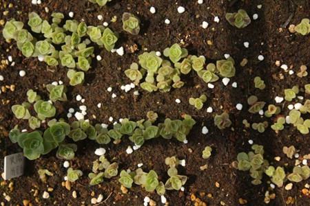 山地玫瑰播种后土面长霉了怎么办