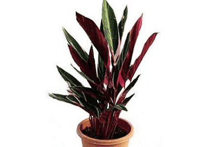 紫背竹芋叶子发黄发干怎么回事