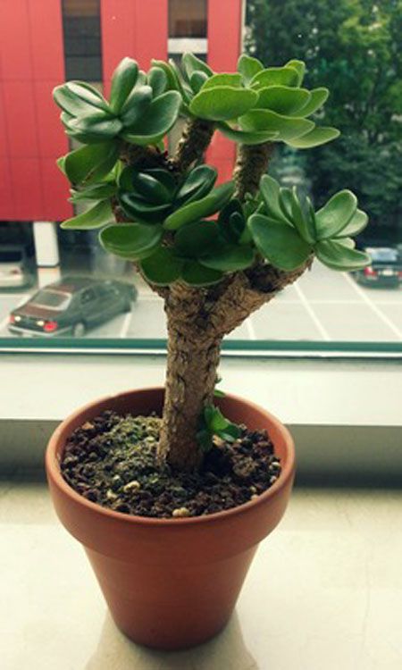 金钱木叶子枯黄是怎么回事啊