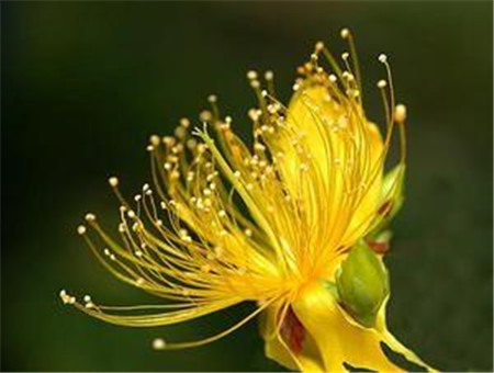 羊踯躅是什么意思