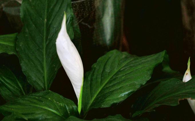 白掌花语象征与寓意是什么意思