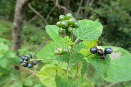 五色梅的果实能吃吗