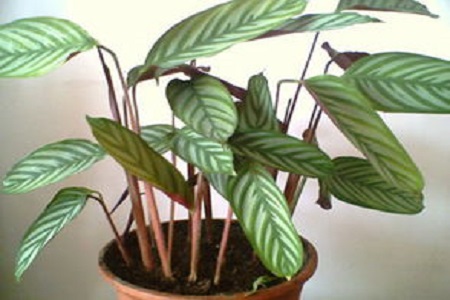 紫背竹芋叶子发黄发干怎么回事