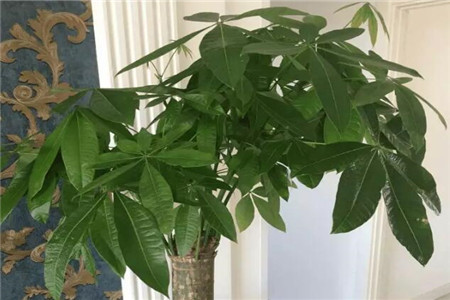 绿萝专用肥可以给发财树用吗