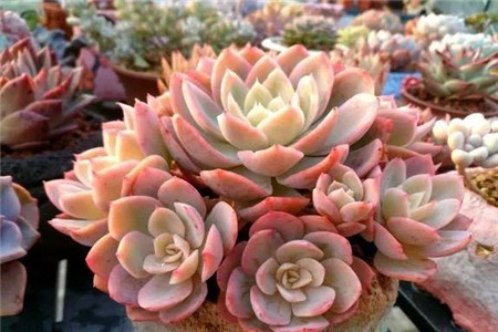 多肉的缀化和锦是什么意思