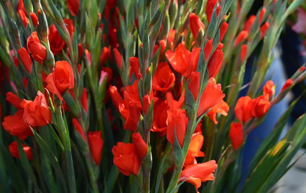毕业应该送什么花花束给同学