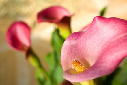 马蹄莲能放在卧室吗好吗