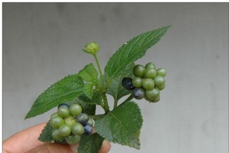 五色梅的果实能吃吗