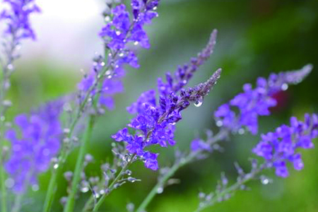 薰衣草哪个季节开