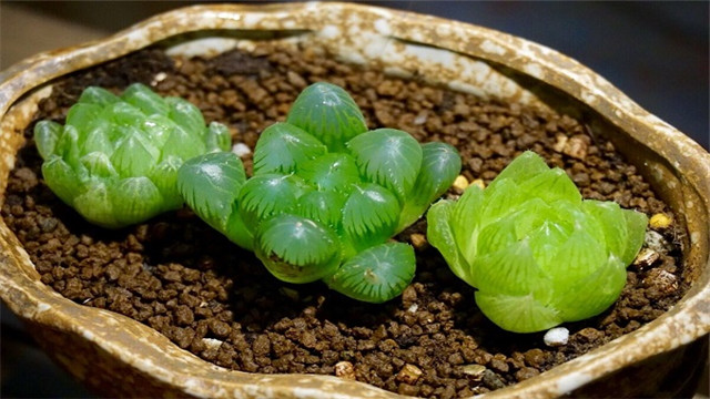 玉露的播种方法(玉露的播种方法有哪些)