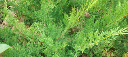 铺地柏怎么移栽