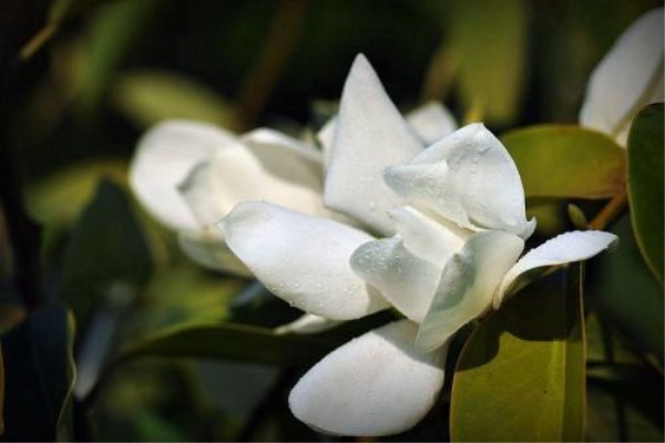 醉香含笑与深山含笑的区别(醉香含笑用途)