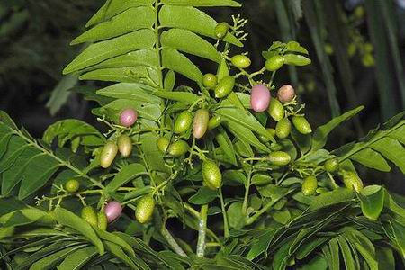 肉桂的药用价值与功效与作用