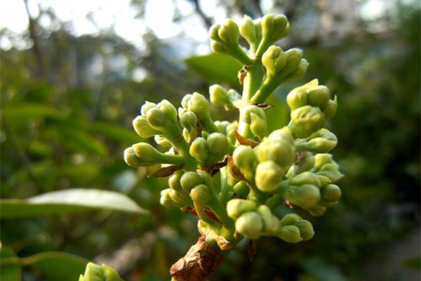 肉桂的药用价值(肉桂的药用价值与功效与作用)