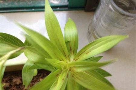 百合花叶子发黄发蔫了怎么办