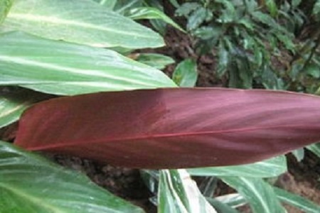 紫背竹芋叶子发黄发干怎么回事