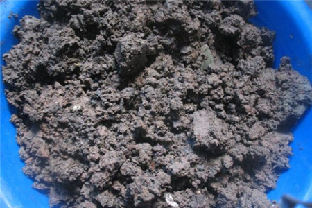 虎皮兰适宜什么土壤