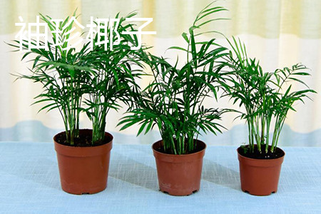 袖珍椰子和椰子