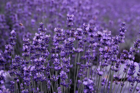 薰衣草哪个季节开