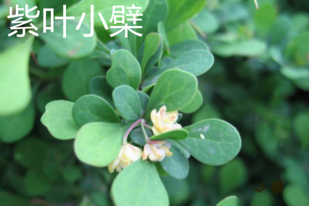 紫叶小檗是木本还是草本