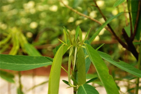 跳舞草为什么会跳舞的原因