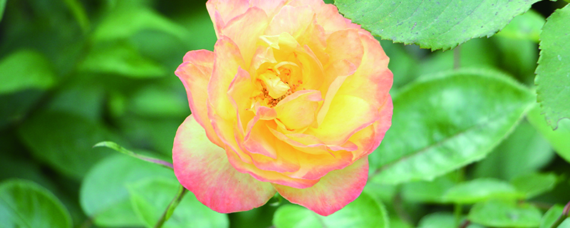 月季花什么时候开(常州紫荆公园月季花什么时候开)