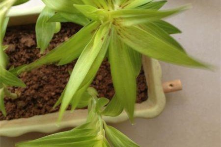 百合花叶子发黄发蔫了怎么办