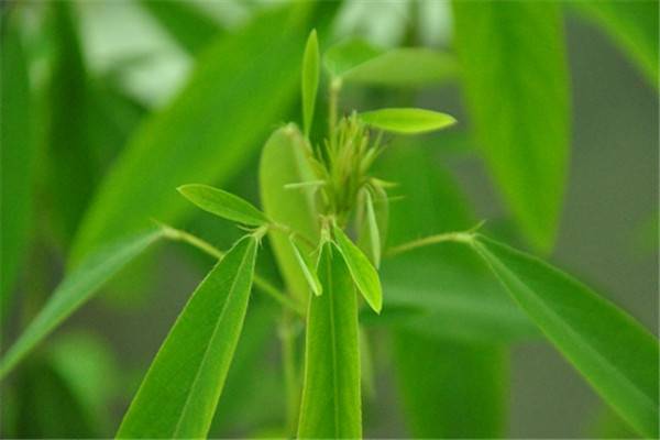 跳舞草为什么会跳舞(跳舞草为什么会跳舞的原因)