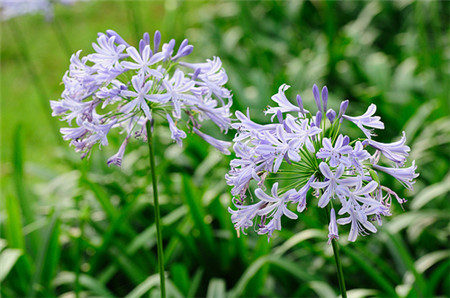 百子莲的花期(百子莲的花期是什么时候)