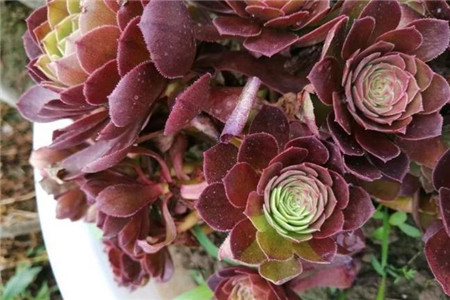 多肉的缀化和锦是什么意思