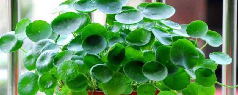 铜钱草几天能长出叶子分享铜钱草的生长日记(铜钱草养多久会开花花)