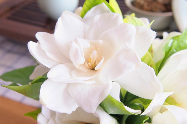 栀子花为啥不开花光长叶?