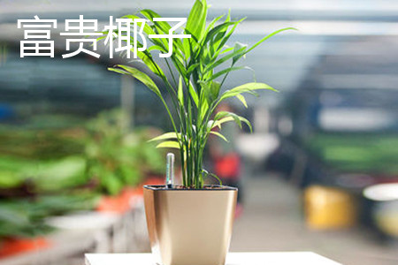 袖珍椰子和椰子