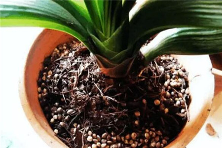 绿萝专用肥可以给发财树用吗