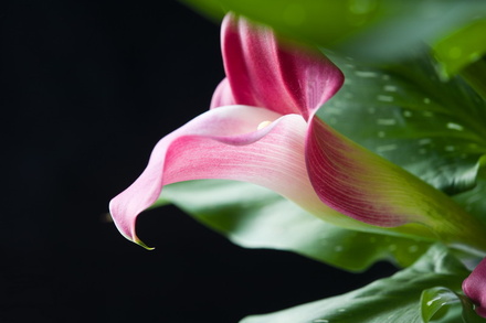 马蹄莲能放在卧室吗好吗