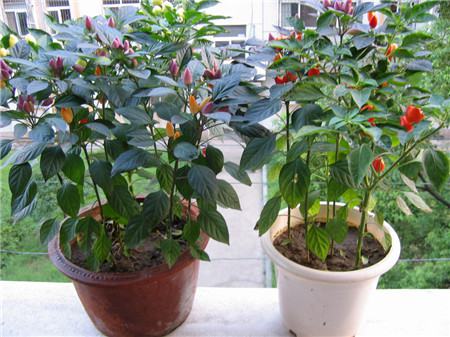 五彩椒怎么修剪侧枝