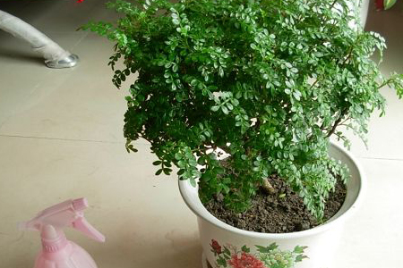 怎样修剪胡椒木盆栽