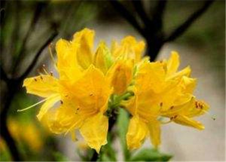 羊踯躅是什么意思