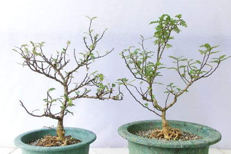 怎样修剪胡椒木盆栽