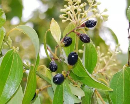 肉桂的药用价值与功效与作用