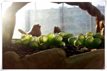 姬玉露如何爆盆