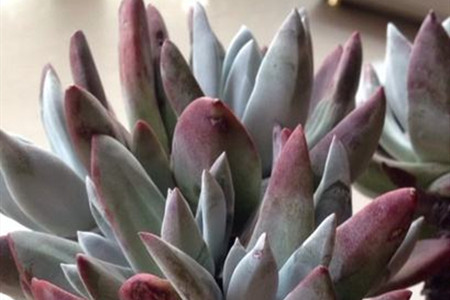 怎么养仙女杯子