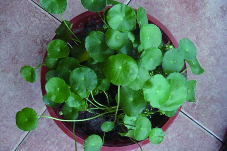 铜钱草养多久会开花花