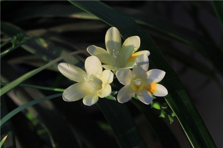 香雪兰的养殖方法和注意事项