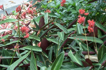 紫背竹芋叶子发黄发干怎么回事