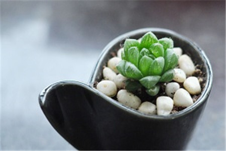 玉露的播种方法有哪些