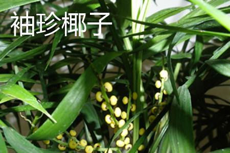 袖珍椰子和椰子