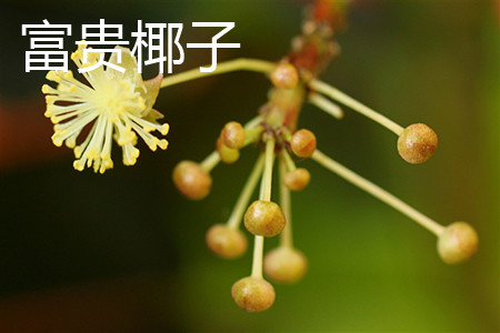 袖珍椰子和椰子